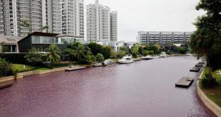 Singapore's Sentosa Cove’s pink waters might be attributable to algae