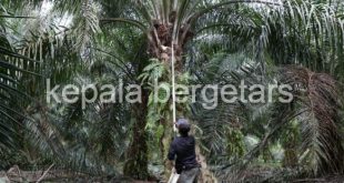 Malaysia takes WTO authorized motion towards EU over palm biofuel